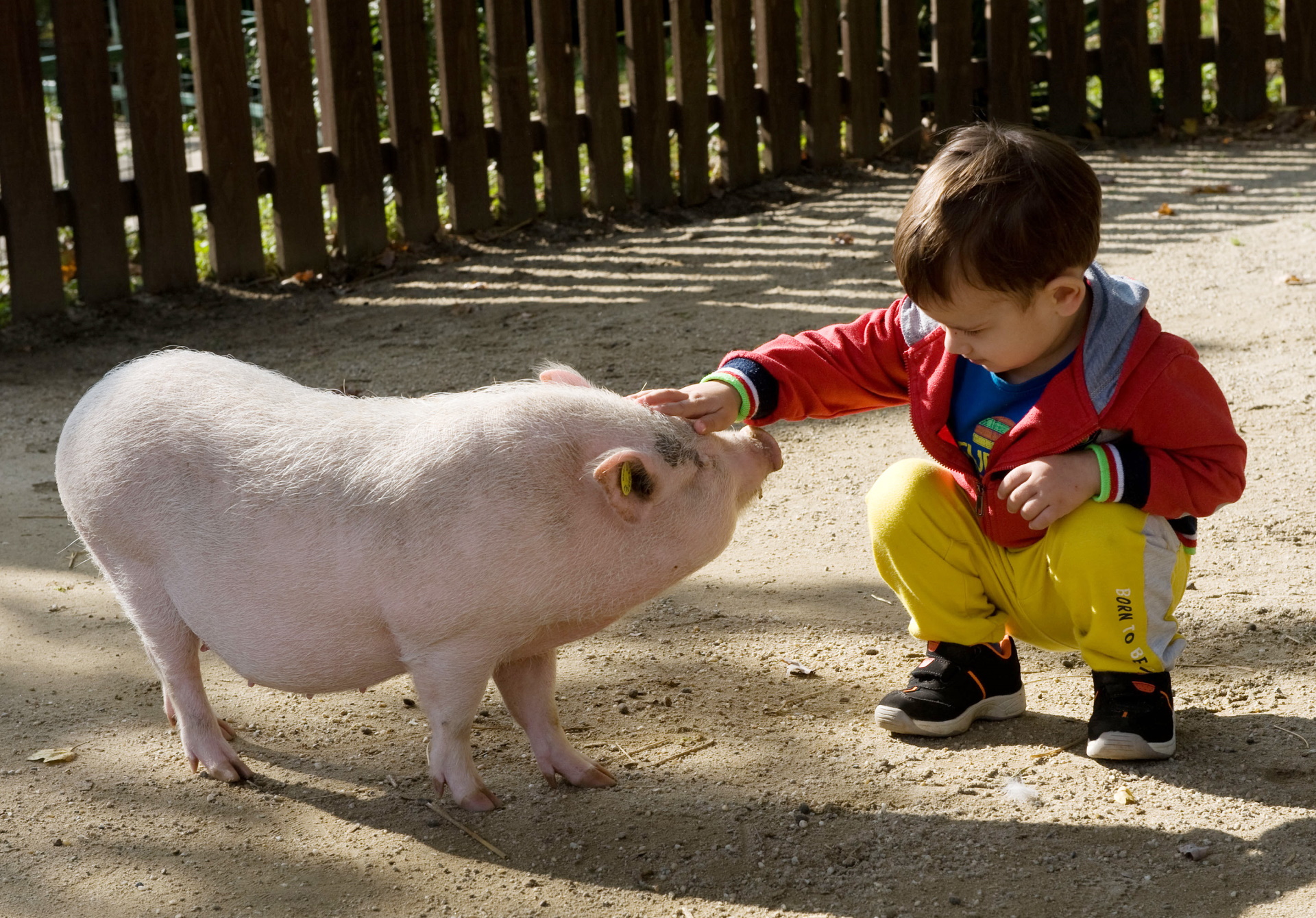 08.10.2014., Zagreb - U djecji Zoo vrt iz Ljubljane je stigla Gottingenska patuljasta svinja Rozika. Mnogi gradjani sa svojom djecom dosli su vidjeti i hraniti prinovu Zooloskog vrta.
Photo: Davor Visnjic/PIXSELL