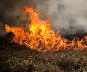 epa10064083 Bushes burn during a forest fire in Canecas, outskirts of Lisbon, Portugal, 10 July 2022. Portugal's President warned that the risk of fires will reach a peak in the next few days and a worsening of the situation is expected from 12 July.  EPA/MARIO CRUZ