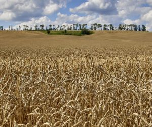 epa10067231 Ears of the ripened wheat on a field in the Kharkiv area, Ukraine, 12 July 2022 amid the Russian invasion. Ukraine faces logistic problems exporting its harvest to the world market due to the Russian invasion which is taking a toll on the country's exports of grains and vegetable oils. Russian troops on 24 February entered Ukrainian territory, starting a conflict that has provoked destruction and a humanitarian crisis.  EPA/SERGEY KOZLOV