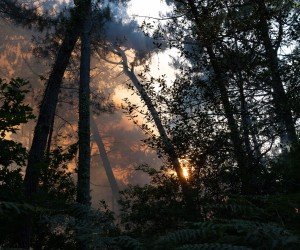 epa10069732 The forest of La Teste de Buch is filled with smoke from the fire as firefighters fight the flames, in the South-West of France, 13 July 2022. The Gironde is facing two fires, one of which is the largest in the department for twenty years, 2,800 hectares burned, more than 6,500 people evacuated, and nearly 600 firefighters engaged.  EPA/CAROLINE BLUMBERG
