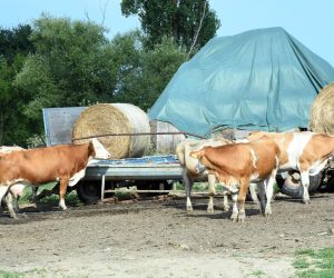 16.07.2022., Osekovo - Prema nesluzbenim podacima do sada je od bedrenice uginulo vise od stotinu krava koje se nakon izbijanja bolesti nalaze na slobodnoj ispasi na pasnjacima Lonjskog polja. Photo: Nikola Cutuk/PIXSELL