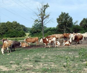 16.07.2022., Osekovo - Prema nesluzbenim podacima do sada je od bedrenice uginulo vise od stotinu krava koje se nakon izbijanja bolesti nalaze na slobodnoj ispasi na pasnjacima Lonjskog polja. Photo: Nikola Cutuk/PIXSELL