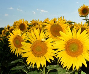 29.06.2015., Koprivnica, Novigrad Podravski - Polje suncokreta. Suncokret (Helianthus annuus) ili podunac, djirasol, tornizol, cije botanicko ime Helianthus potjece od grckih rijeci helios (sunce) i anthos (cvijet) je jednogodisnja zeljasta biljka iz porodice glavocika. Ilustracija. 
Photo: Damir Spehar/PIXSELL