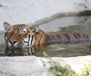 22.08.2011.Osijek,Hrvatska,zoloski vrt,tigrovi u Osjeckom zoovrtu osvjezenje potrazili u bazenu sa vodom,tigar
Photo: Marko Mrkonjic/PIXSELL