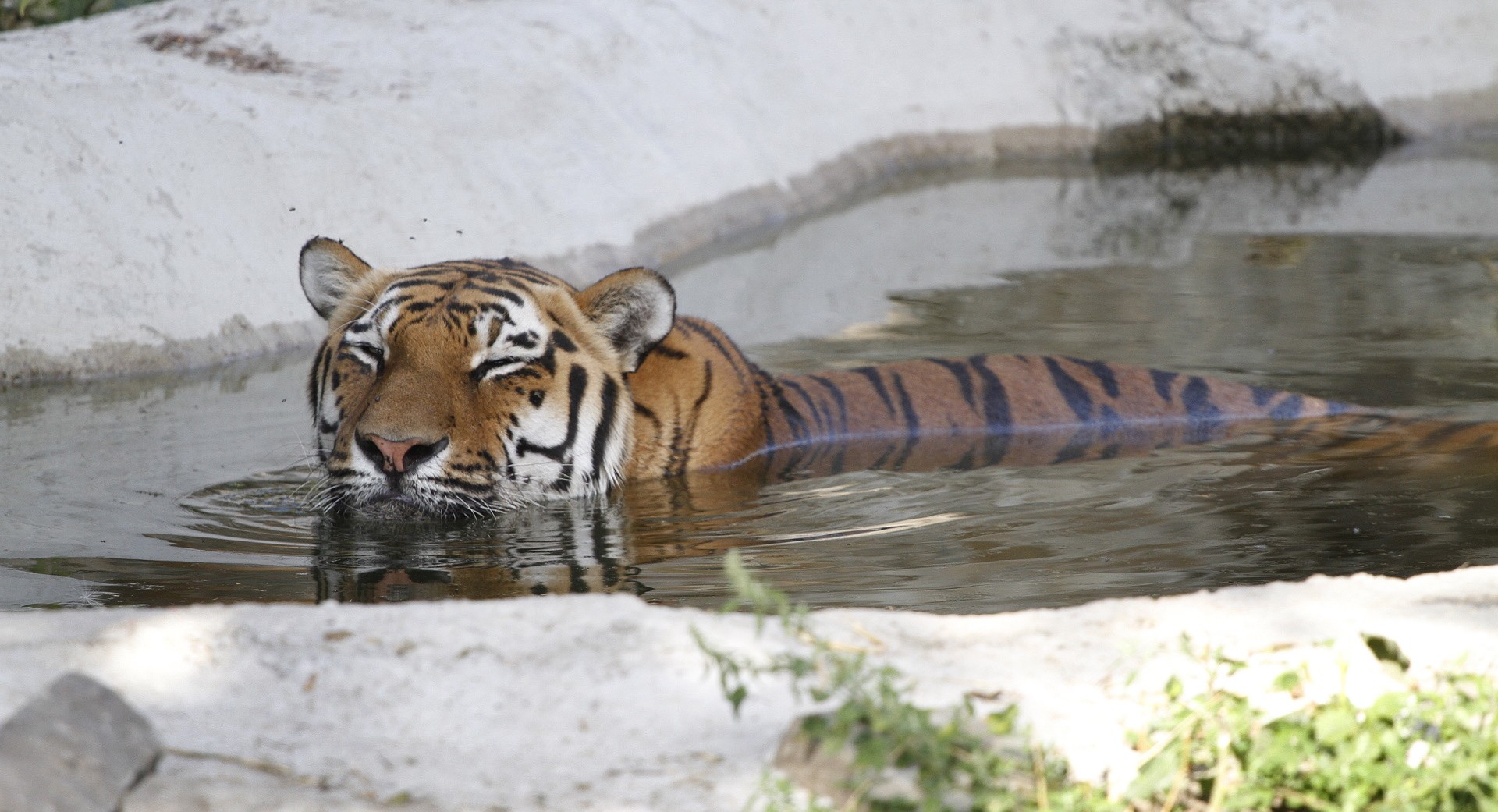 22.08.2011.Osijek,Hrvatska,zoloski vrt,tigrovi u Osjeckom zoovrtu osvjezenje potrazili u bazenu sa vodom,tigar
Photo: Marko Mrkonjic/PIXSELL