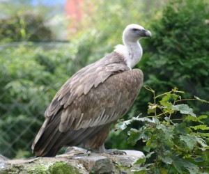 Press/Zoo Zagreb