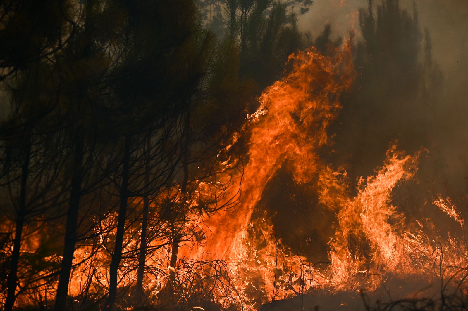 epa10077930 Flames rise at a forest fire near Louchats, some 35kms from Landiras in Gironde, southwestern France, 18 July 2022. The intense mobilisation of firefighters did not help to subdue the fires in the south of France, and particularly in Gironde where flames ravaged more than 15,000 hectares of forests since it is started on 12 July, in a context of generalised heat wave in France.  EPA/PHILIPPE LOPEZ / POOL  MAXPPP OUT