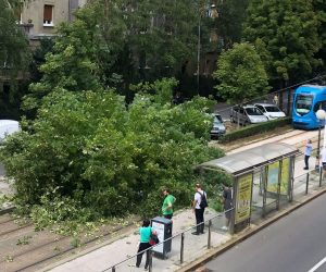 Zagreb, 2.8.2022.- U ulici Medveèak u Zagrebu na tramvajsku prugu se sruilo stablo i ozlijedilo 60-godinjakinju koja je prevezena u bolnicu.  
foto HINA/ Paulo Simiæ/ ua