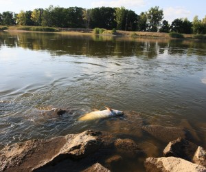 epa10114330 Dead fish in the Oder River in Kostrzyn on the Oder, western Poland, 10 August 2022. The first reports of massive fish die-offs in the river began to appear at the end of July and concerned the Lower Silesian province, including the area of the sluice in Olawa. Anglers speak of an ecological disaster.  EPA/Lech Muszynski POLAND OUT