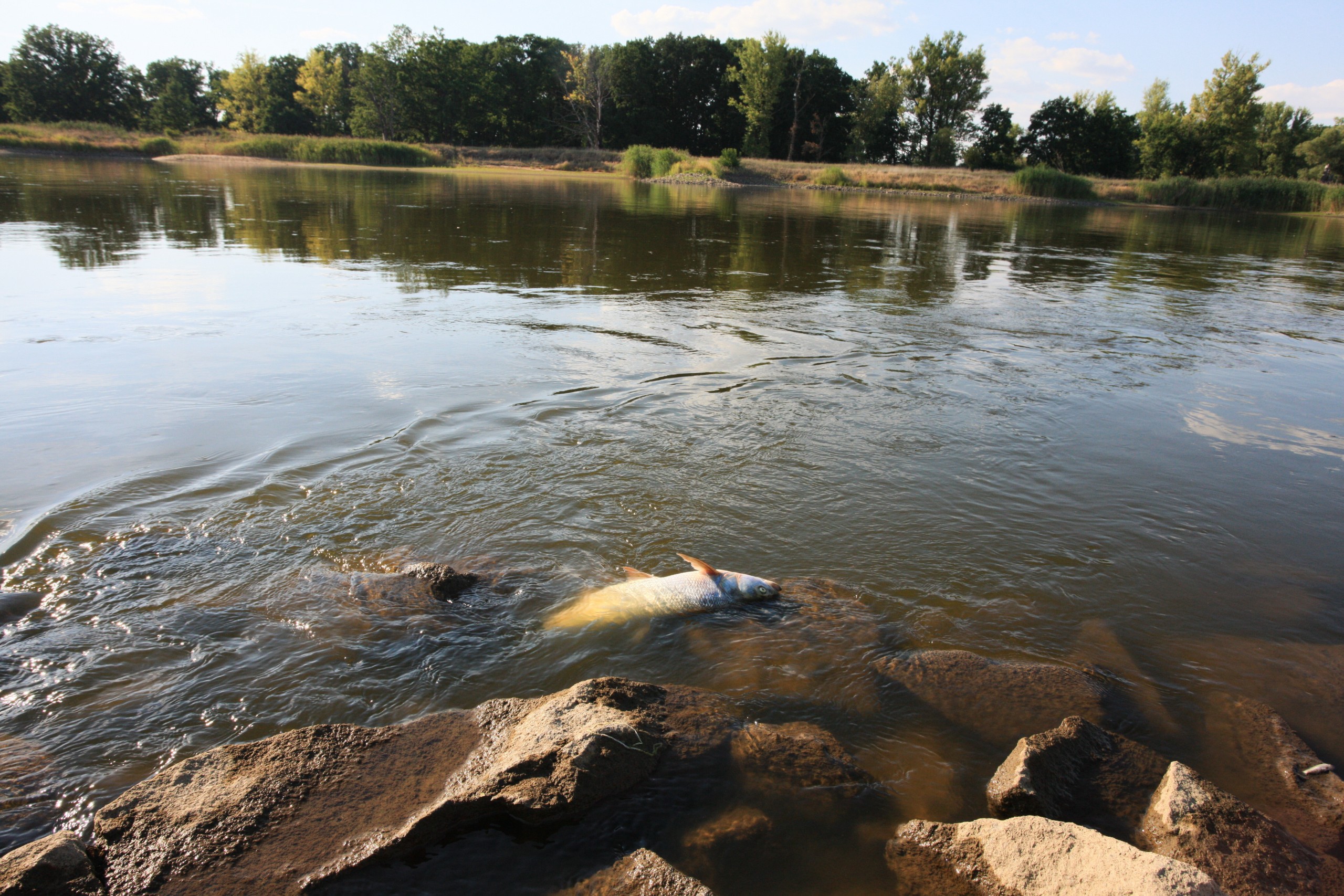epa10114330 Dead fish in the Oder River in Kostrzyn on the Oder, western Poland, 10 August 2022. The first reports of massive fish die-offs in the river began to appear at the end of July and concerned the Lower Silesian province, including the area of the sluice in Olawa. Anglers speak of an ecological disaster.  EPA/Lech Muszynski POLAND OUT