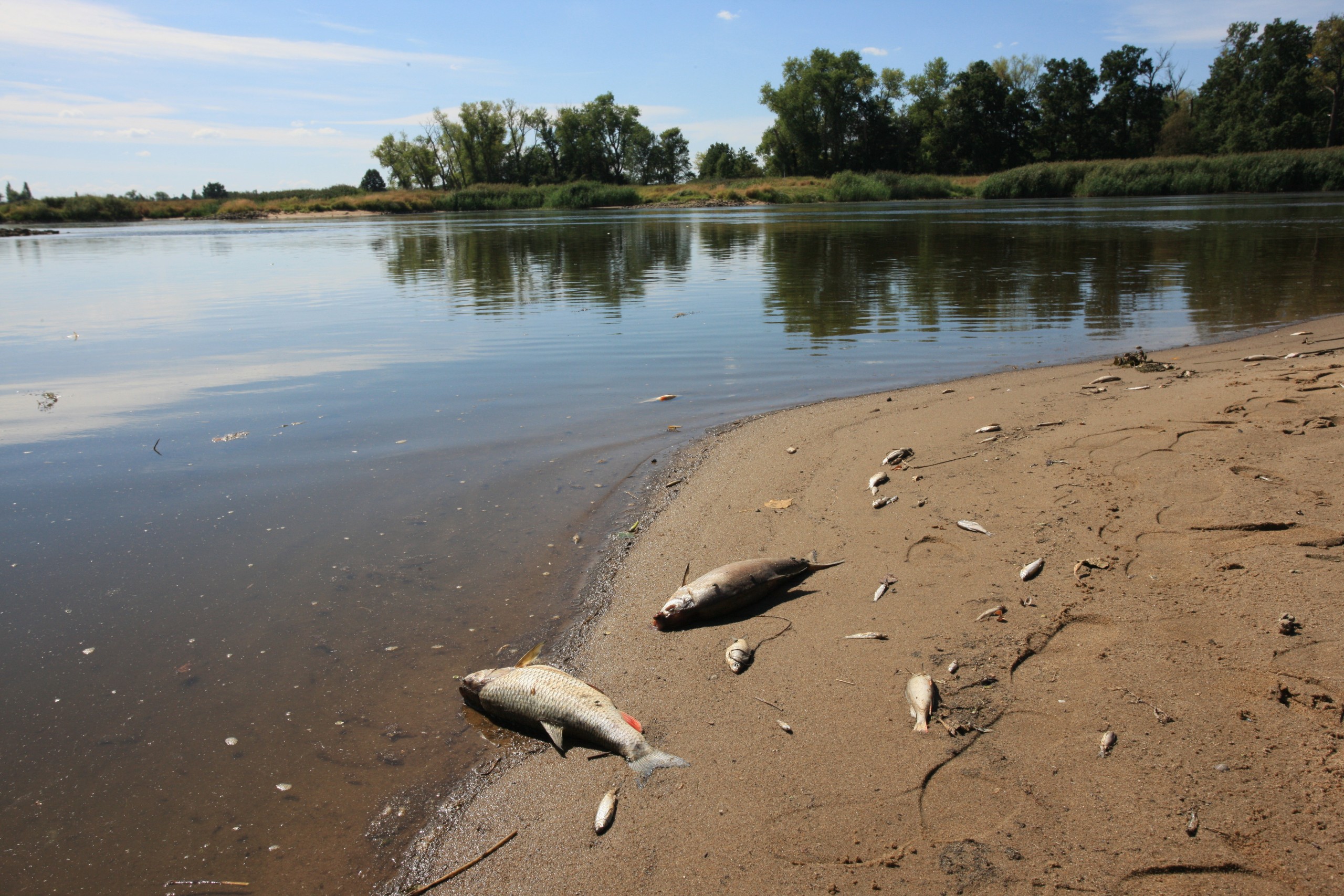 epa10115347 Dead fish in the Oder River in Cigacice village, western Poland, 11 August 2022. Polish Environmental Protection Inspectorate had notified the prosecutor of an ecological disaster that hit the second longest river in Poland, the Oder. Tonnes of dead fish were found in the Oder river along with other animals, such as beavers. The president of state-owned Polish Waters, Przemyslaw Daca, said that due to drought and high temperatures even minor pollution can lead to an ecological disaster. The reason of the disaster in the Oder river is being investigated.  EPA/LECH MUSZYNSKI POLAND OUT