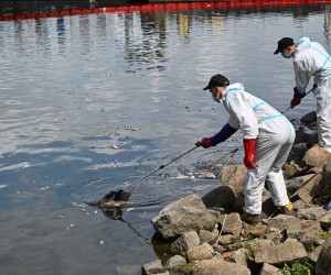 epa10122224 People in protective gear clean the Oder River after thousands of dead fish washed up on the river banks, in Krajnik Dolny village, Poland, 15 August 2022. The Oder river is suffering from an environmental disaster after over 10 tons of dead fish were spotted floating in its waters since July, although no toxic substances were detected, Poland's climate and environment minister said. The exact cause of the mass fish die-off, which was labeled as an 'ecological disaster,' remains unclear.  EPA/Marcin Bielecki POLAND OUT
