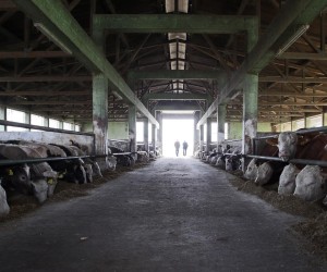 11.03.2015., Vrbovec - Farma krava."nPhoto: Jurica Galoic/PIXSELL
