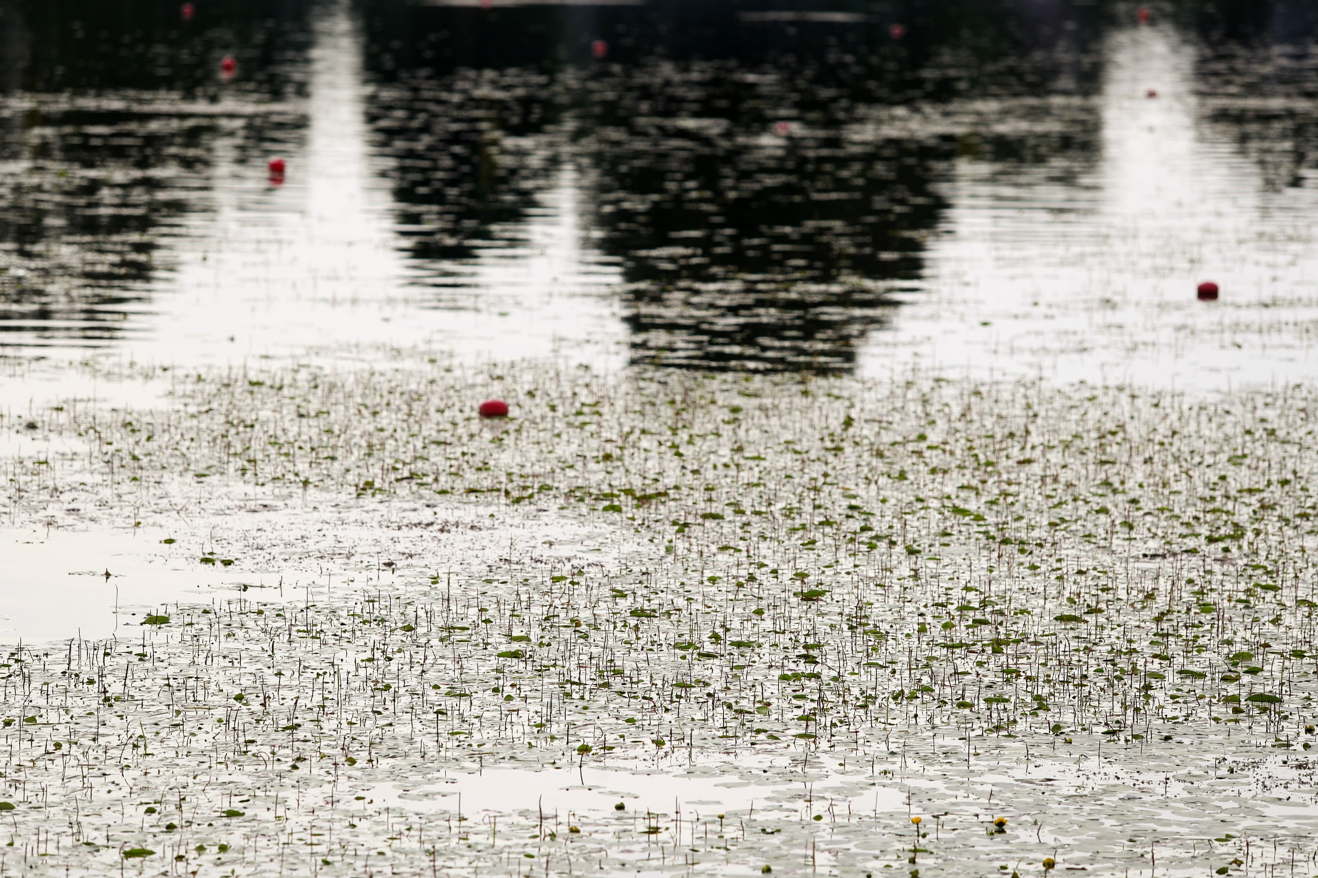 27.07.2021., Zagreb - Jarunsko jezero cvijeta te ima puno lopoca na veslackoj stazi. rPhoto: Luka Stanzl/PIXSELL