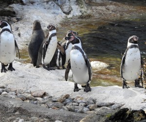 20.03.2018., Bec - U blizini dvorca Schonbrunn, nalazi se Tiergarten zooloski vrt. Posjetitelji vrta mogu vidjeti gotovo 700 zivotinjskih vrsta.
Photo: Borna Filic/PIXSELL