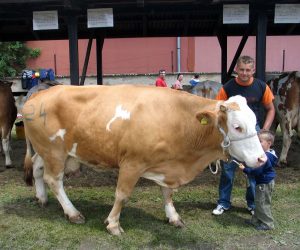 Slavonski Brod, 29.5.2011 - U Slavonskom Brodu odrana je danas 14. Meðuupanijska stoèarska izloba, na kojoj su uzgajivaèi iz Brodsko-posavske, Poeko-slavonske, Vukovarsko-srijemske i Osjeèko-baranjske upanije na ocjenjivanje doveli vie od stotinu grla goveda, konja i svinja. Kod goveda titulu ampionskog grla zasluile su Grita, krava simentalske pasmine i Ceca, krava holstein friesian pasmine. Grita je u treæoj laktaciji proizvela 6.157,5 kilograma mlijeka, a vlasnitvo je Dinka Bileiæa iz Donjih Crnogovaca u Brodsko-posavskoj upaniji. Na slici Grita i Dinko Bileiæ.
foto FaH/ Marijan VRKLJAN/ ua