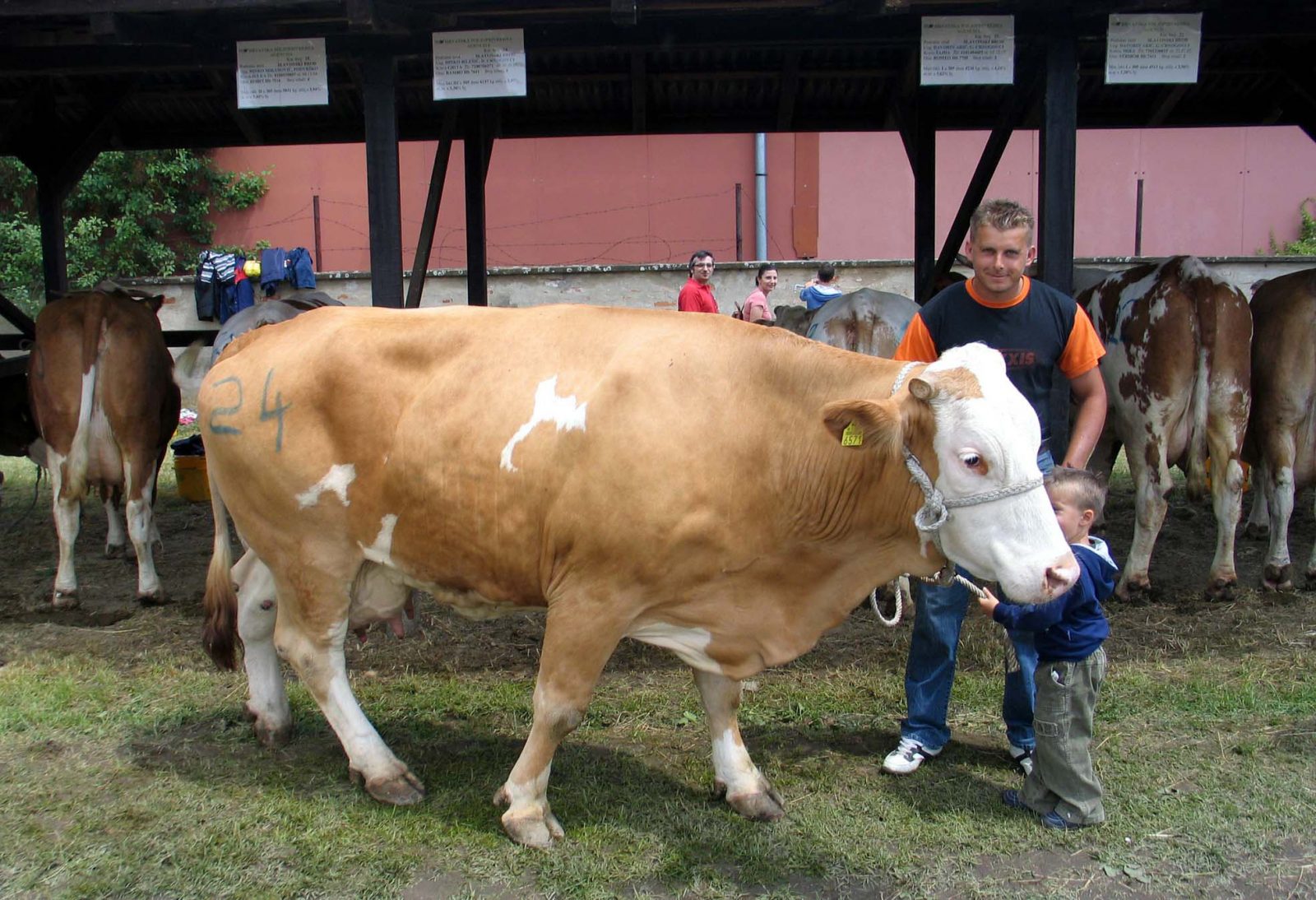 Slavonski Brod, 29.5.2011 - U Slavonskom Brodu odrana je danas 14. Meðuupanijska stoèarska izloba, na kojoj su uzgajivaèi iz Brodsko-posavske, Poeko-slavonske, Vukovarsko-srijemske i Osjeèko-baranjske upanije na ocjenjivanje doveli vie od stotinu grla goveda, konja i svinja. Kod goveda titulu ampionskog grla zasluile su Grita, krava simentalske pasmine i Ceca, krava holstein friesian pasmine. Grita je u treæoj laktaciji proizvela 6.157,5 kilograma mlijeka, a vlasnitvo je Dinka Bileiæa iz Donjih Crnogovaca u Brodsko-posavskoj upaniji. Na slici Grita i Dinko Bileiæ.
foto FaH/ Marijan VRKLJAN/ ua