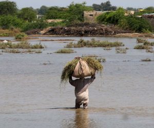 epa10167198 A man carries food for cattle in flooded areas in Mirpur Khas district, Sindh province, Pakistan, 07 September 2022. According to the National Disaster Management Authority (NDMA), flash floods triggered by heavy monsoon rains have killed over 1200 people across Pakistan since mid-June 2022. More than 33 million people have been affected by floods, the country's climate change minister Sherry Rehman said.  EPA/REHAN KHAN