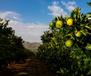 22.09.2020., Ploce - U dolini rijeke Neretve uskoro krece berba mandarina. Brojni uzgajivaci proizvode razlicite proizvode od mandarina."nPhoto: Milan Sabic/PIXSELL