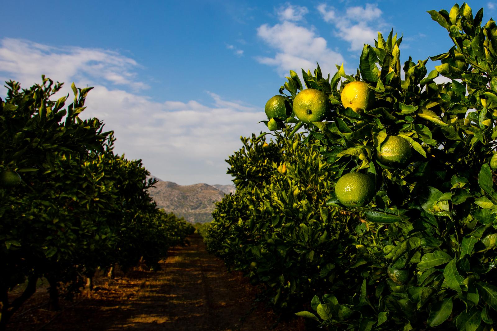 22.09.2020., Ploce - U dolini rijeke Neretve uskoro krece berba mandarina. Brojni uzgajivaci proizvode razlicite proizvode od mandarina."nPhoto: Milan Sabic/PIXSELL