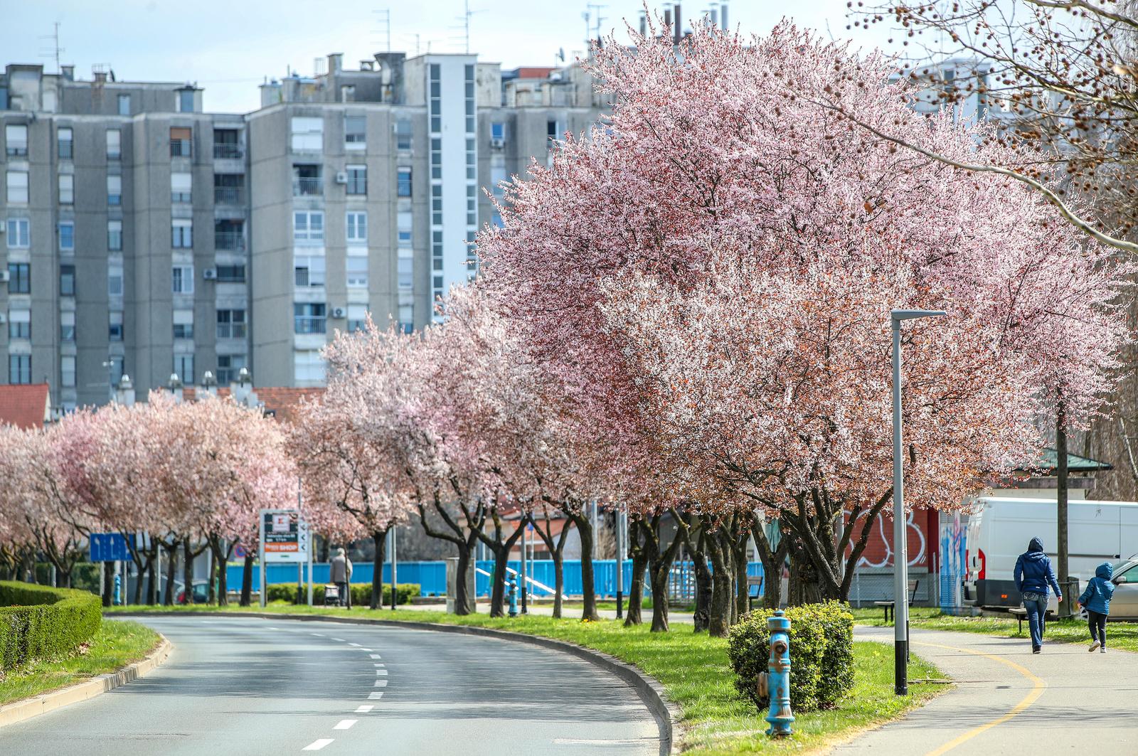 24.03.2021., Zagreb - Procvali drvored uz ulicu Ivana Matetica Ronjgova u naselju Precko.rPhoto: Igor Kralj/PIXSELL