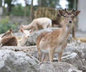 17.05.2010.Split.
U splitskom je zoo-u na Marjanu zivi oko 50 vrsta zivotinja.U teskim uvjetima o njima se s dosta ljubavi brinu djelatnici koji ih hrane,ciste i paze.Nekima ipak nedostaje drustvo partnera.Mladi trogodisnji jelen.
Photo: Ivo Cagalj/PIXSELL