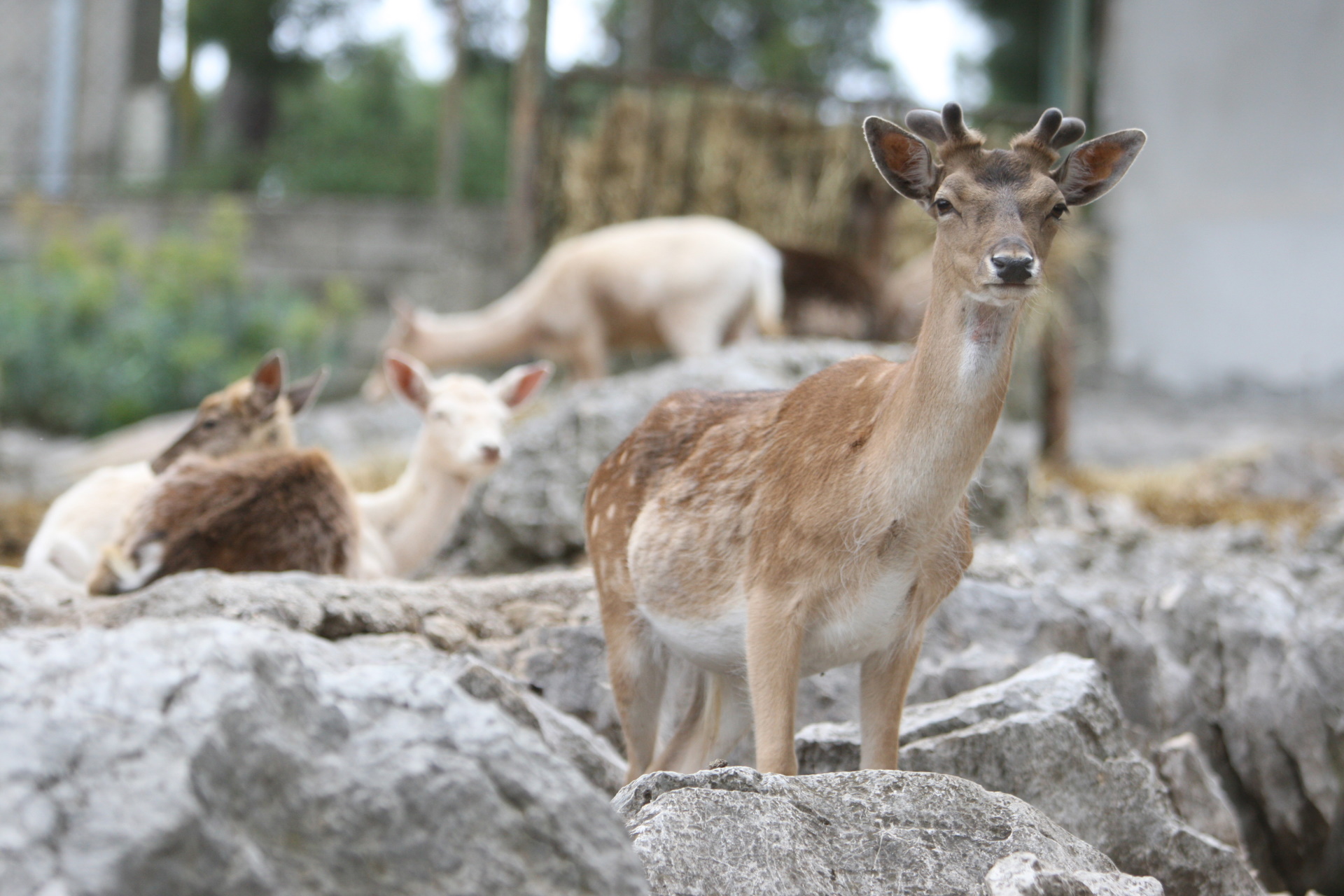 17.05.2010.Split.
U splitskom je zoo-u na Marjanu zivi oko 50 vrsta zivotinja.U teskim uvjetima o njima se s dosta ljubavi brinu djelatnici koji ih hrane,ciste i paze.Nekima ipak nedostaje drustvo partnera.Mladi trogodisnji jelen.
Photo: Ivo Cagalj/PIXSELL