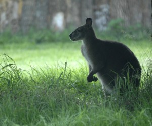 08.06.2010,Osijek,Hrvatska,klokani u osjeckom zoo vrtu,preseljeni u drugi dio,zbog napada lisica,klokan
Photo: Marko Mrkonjic/PIXSELL
