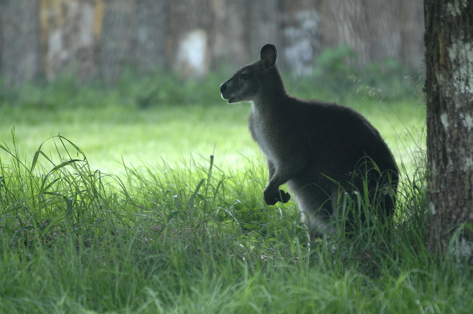 08.06.2010,Osijek,Hrvatska,klokani u osjeckom zoo vrtu,preseljeni u drugi dio,zbog napada lisica,klokan
Photo: Marko Mrkonjic/PIXSELL