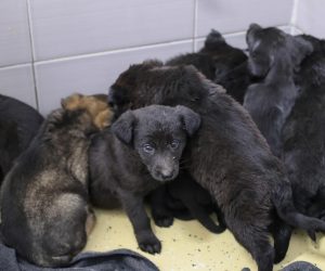 01.01.2020., Zagreb - Ispred sklonista Dumovec ostavljeno je leglo od jedanaest stenaca u kutiji. "nPhoto: Luka Stanzl/PIXSELL