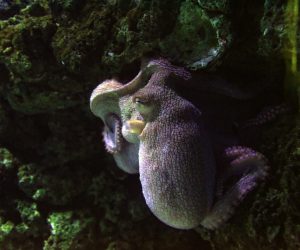 03.10.2021., Pula - Svjetski dan turizma, obiljezen je popustima većine pruzatelja turistickih usluga. Tako je i pulski Aquarium bio iznimno dobro posjecen.  Photo: Sasa Miljevic/PIXSELL