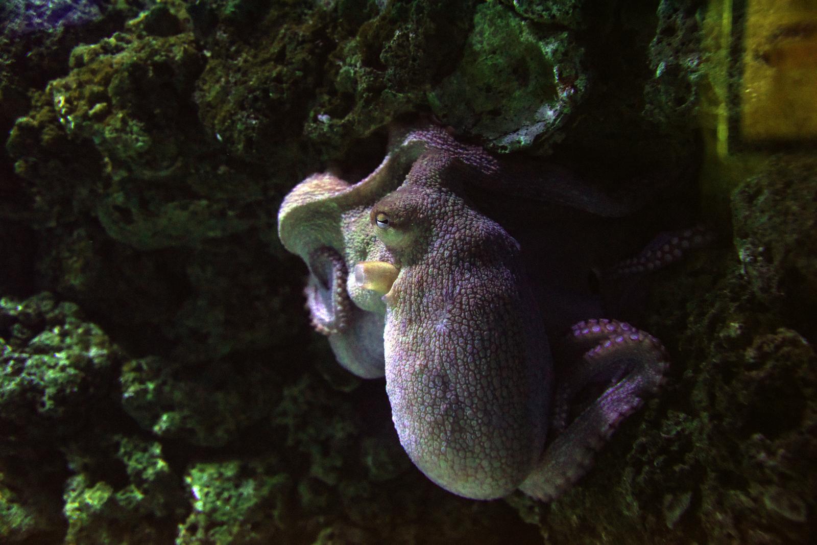 03.10.2021., Pula - Svjetski dan turizma, obiljezen je popustima većine pruzatelja turistickih usluga. Tako je i pulski Aquarium bio iznimno dobro posjecen.  Photo: Sasa Miljevic/PIXSELL