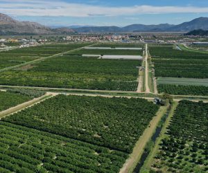 04.10.2022., Opuzen - Fotografija iz zraka plantaze mandarina OPG-a Blago Neretve u vlasnistvu Pavla i Nikoline Delije. Photo: Matko Begovic/PIXSELL  Photo: Matko Begovic/PIXSELL