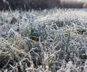 07.12.2021., Zagreb - Zbog niskih jutarnjih temperatupa mraz se hvata za travu i nisko raslinje na livadi u Savskoj opatovini. Photo: Davor Puklavec/PIXSELL