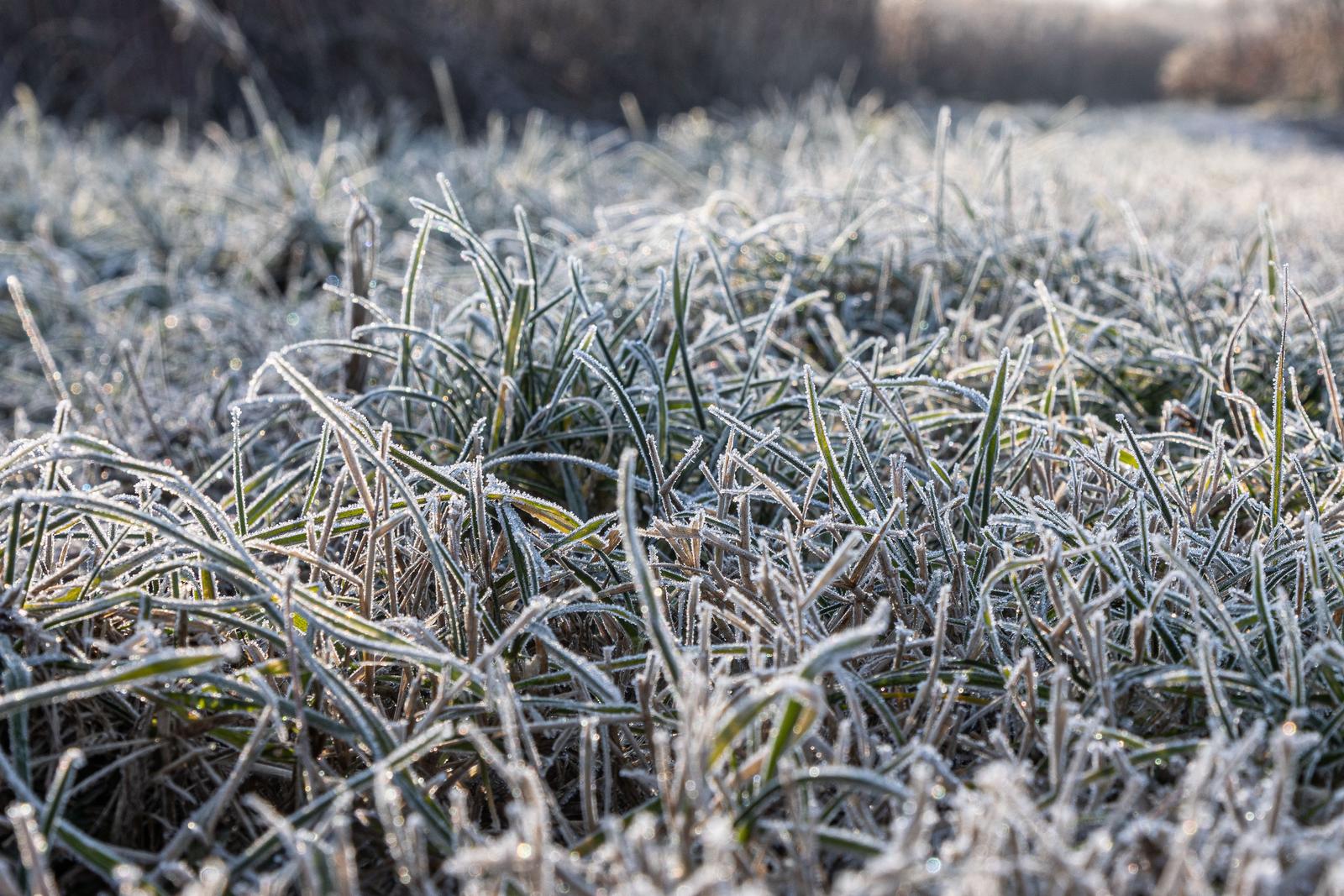 07.12.2021., Zagreb - Zbog niskih jutarnjih temperatupa mraz se hvata za travu i nisko raslinje na livadi u Savskoj opatovini. Photo: Davor Puklavec/PIXSELL