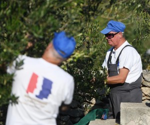 11.10.2022., Dubrava kod Tisnog - Udruga hrvatskih branitelja oboljelih od PTSP-a Sibensko-kninske zupanije zapocela je berbu maslina u zaledju Pirovca. Udruga vec dugi niz godina brine o masleniku te za svoje maslinovo ulje dobiva najveca prizanja. U svom masleniku provode se radne terapije koje braniteljima pomazu da se bore sa svojom bolescu.   Photo: Hrvoje Jelavic/PIXSELL