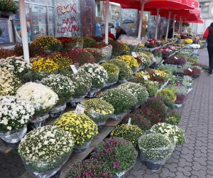 18.10.2022., Zagreb - Ponuda cvijeca na Splavnici prilagodjena je predstojecem blagdanu Svih Svetih, pa se najvise nude krizanteme, multiflore i spine. Photo: Patrik Macek/PIXSELL
