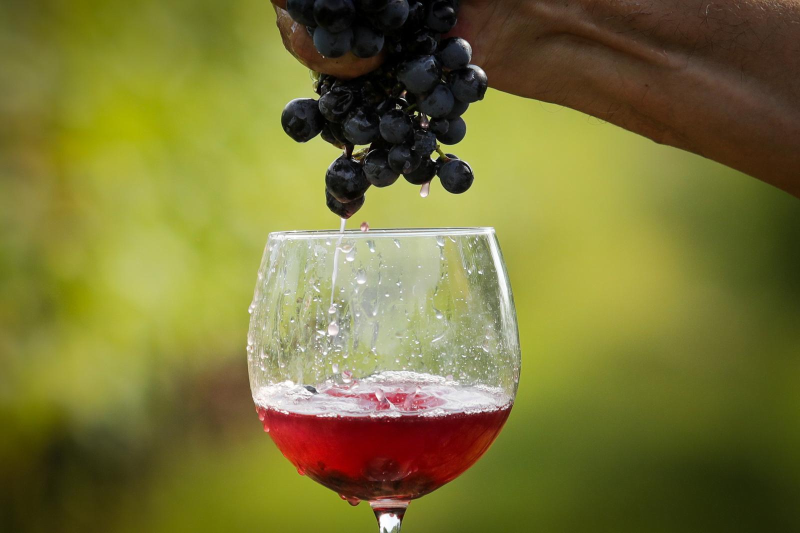 22.09.2021., Osijek - Vinograd, vrijeme berbe grozdja. Photo: Dubravka Petric/PIXSELLr