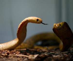 15.04.2019., Zagreb - U centru Kaptol otvorena je izlozba otrovnih zmija, Cudesan svijet zmija. Cape cobra.
Photo: Borna Filic/PIXSELL