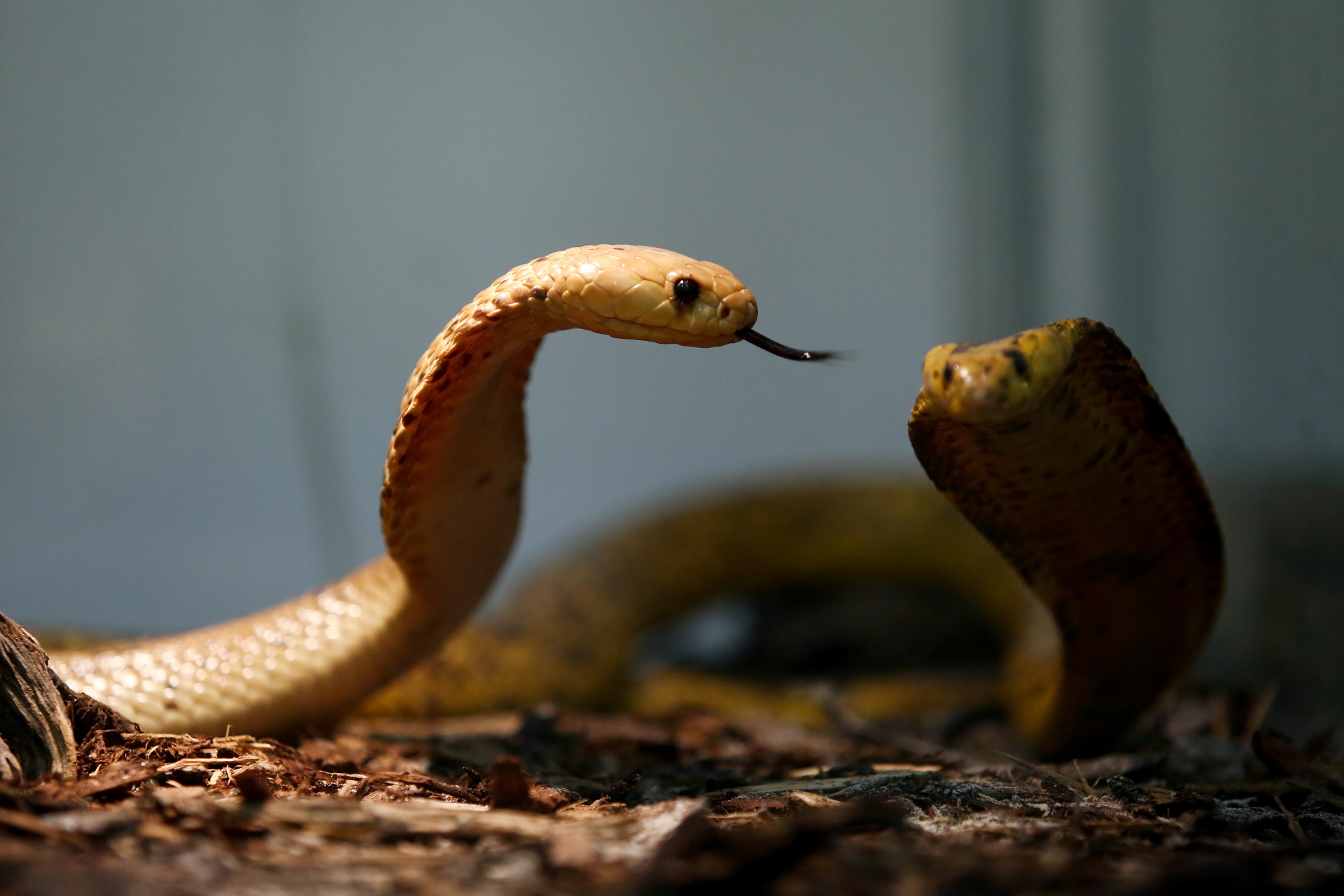 15.04.2019., Zagreb - U centru Kaptol otvorena je izlozba otrovnih zmija, Cudesan svijet zmija. Cape cobra.
Photo: Borna Filic/PIXSELL