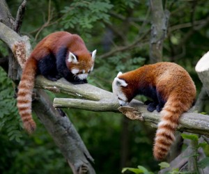 Press/Zoo Zagreb