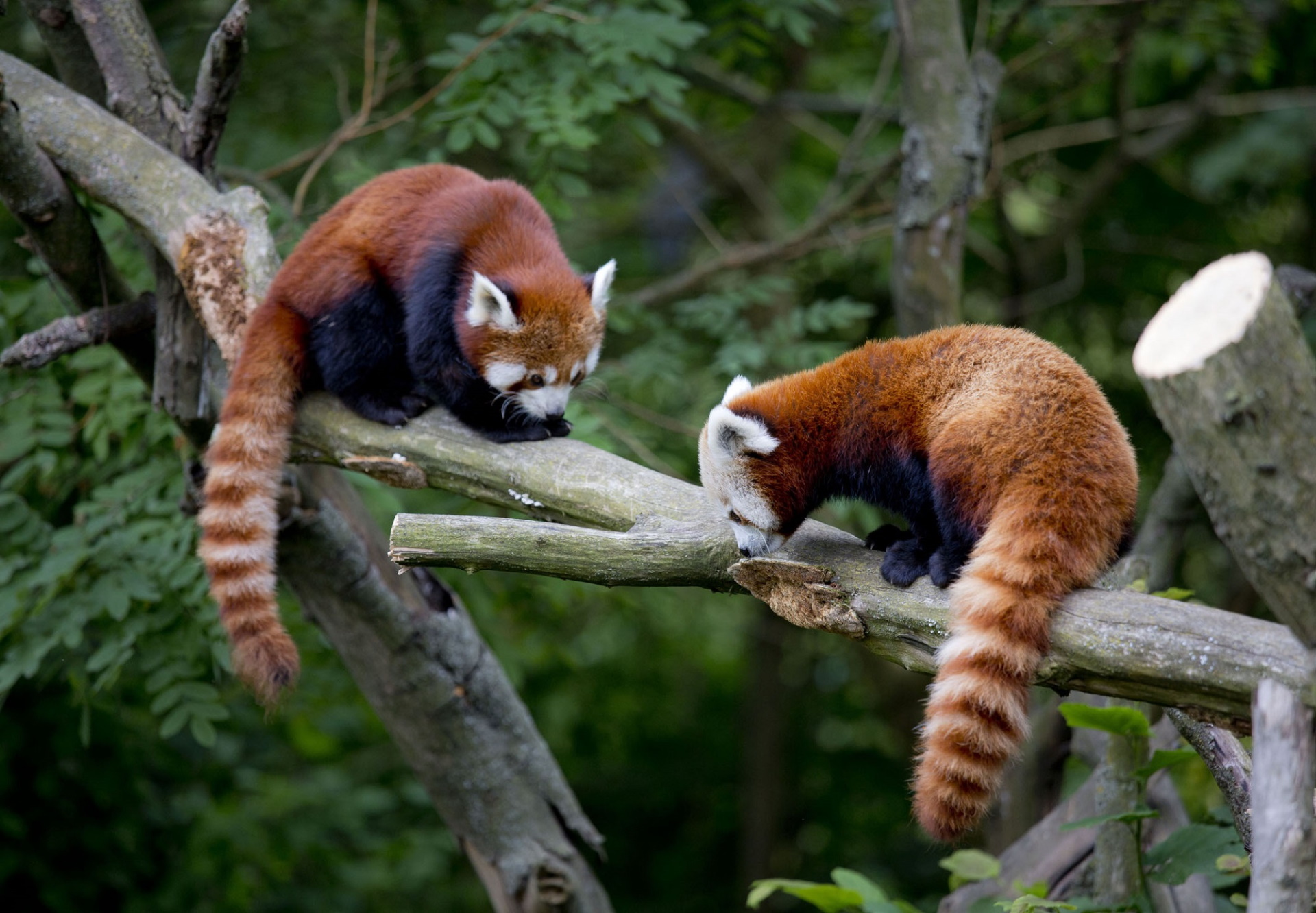 Press/Zoo Zagreb