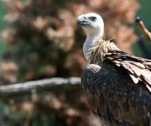 01.08.2017., Zagreb - Zbog visokih temperatura zraka, stanovnici ZOO vrta za osvjezenje dobivaju ledene poslastice ili tusiranje vodom.rPhoto: Borna Filic/PIXSELL