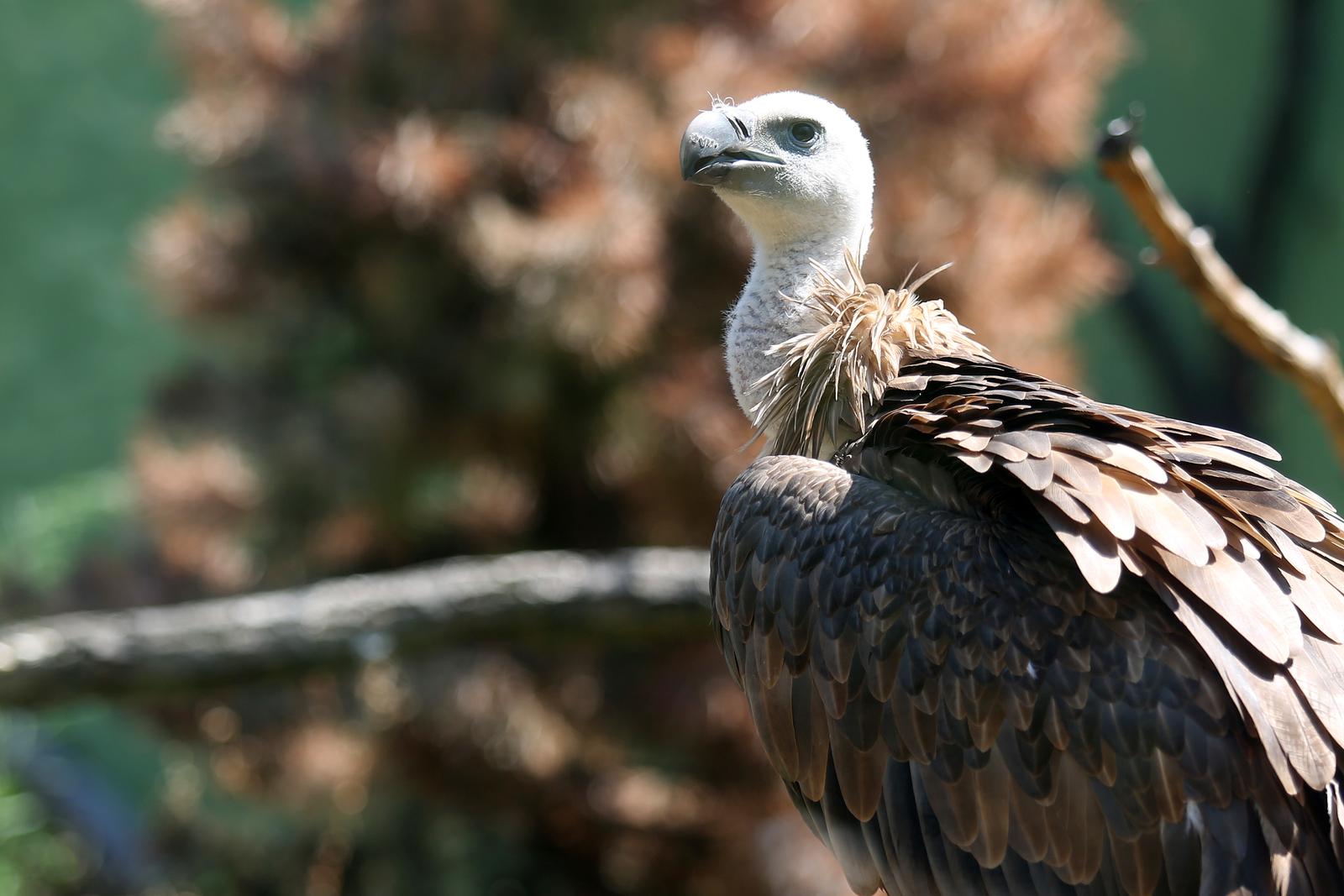 01.08.2017., Zagreb - Zbog visokih temperatura zraka, stanovnici ZOO vrta za osvjezenje dobivaju ledene poslastice ili tusiranje vodom.rPhoto: Borna Filic/PIXSELL