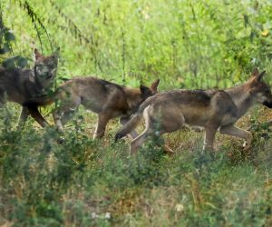 25.08.2022., Osijek - U osjeckom Zoo vrtu ove godine mnoge zivotinje dobile su podmladak. Tako je zooloski vrt bogatiji za osam vucica, dvije antilope i malu devu. Photo: Dubravka Petric/PIXSELL