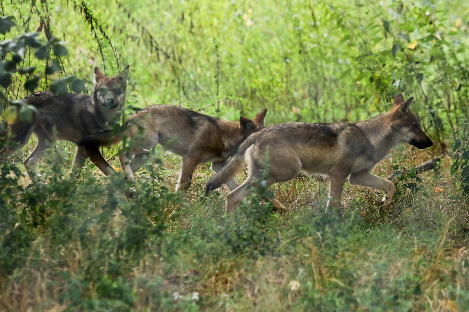25.08.2022., Osijek - U osjeckom Zoo vrtu ove godine mnoge zivotinje dobile su podmladak. Tako je zooloski vrt bogatiji za osam vucica, dvije antilope i malu devu. Photo: Dubravka Petric/PIXSELL