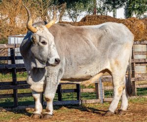 29.10.2021., Vodnjan - 
Istarski boskarin Pipo koji tezi 1175 kilograma treba pomoc dobrih ljudi. Iako je izbjegao klaonicu te zavrsio na didaktickoj farmi u Vodnjanu obolio je od tumora na straznjoj nozi (velicine rukometne lopte) te je potrebno 20 000 kuna za troskove operacije koja je odradjena prije nakoliko dana. Na farmi uz Pipa nalaze se i druge autohtone zivotinje koje su udomljene jer su odbacene. Photo: Srecko Niketic/PIXSELL