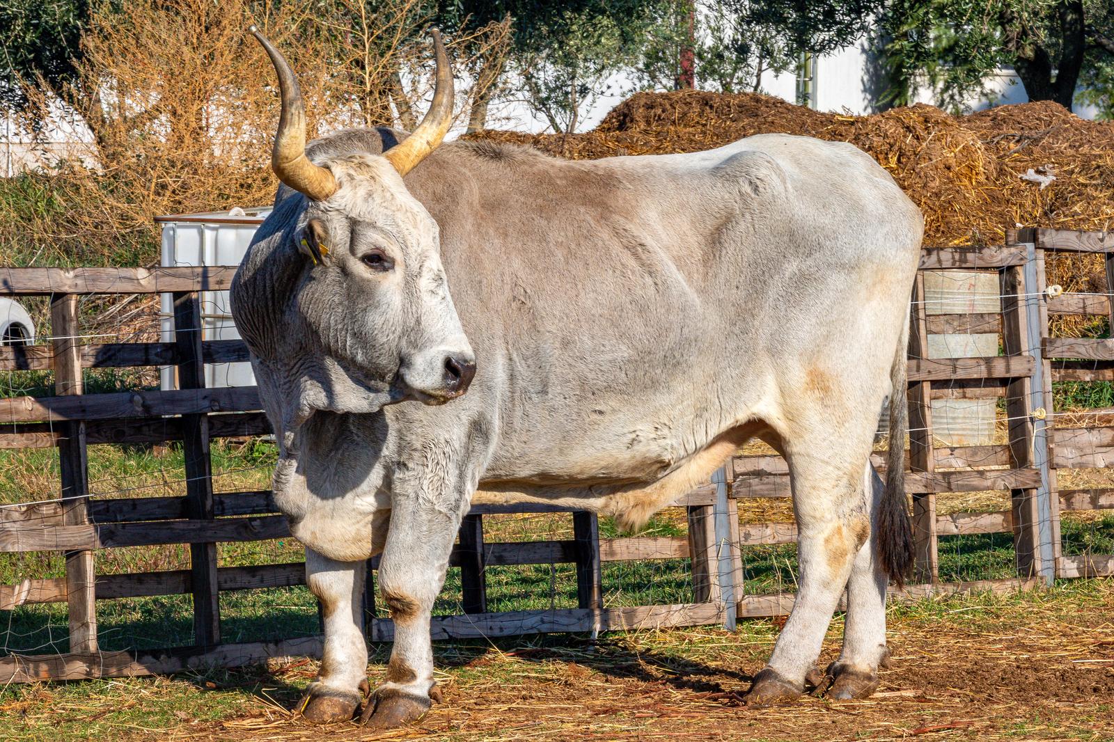 29.10.2021., Vodnjan - 
Istarski boskarin Pipo koji tezi 1175 kilograma treba pomoc dobrih ljudi. Iako je izbjegao klaonicu te zavrsio na didaktickoj farmi u Vodnjanu obolio je od tumora na straznjoj nozi (velicine rukometne lopte) te je potrebno 20 000 kuna za troskove operacije koja je odradjena prije nakoliko dana. Na farmi uz Pipa nalaze se i druge autohtone zivotinje koje su udomljene jer su odbacene. Photo: Srecko Niketic/PIXSELL