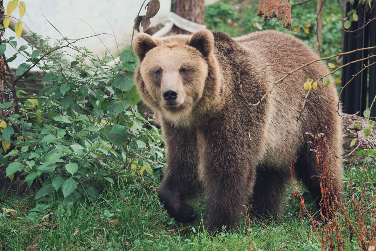 Press/Zoo Zagreb 