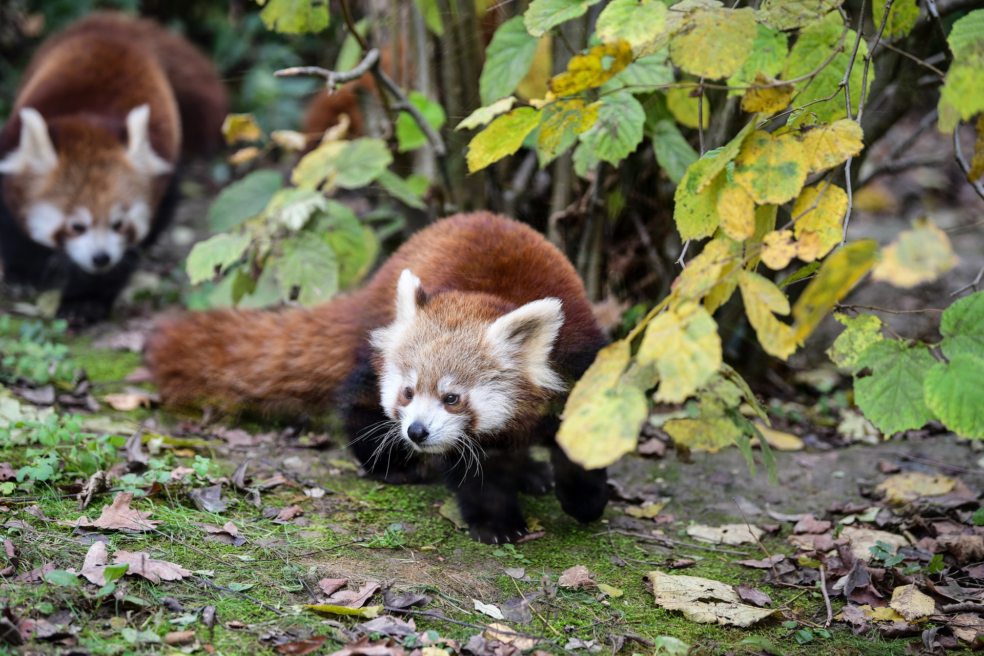 14.11.2019., Zagreb - Cetveromjesecni blizanci crvenih pandi iz Zooloskog vrta grada Zagreba dobili su imena Dudek i Regica. Njihova imena otkrili su proslavljeni hrvatski veslaci Martin i Valent Sinkovic. 
Photo: Sandra Simunovic/PIXSELL